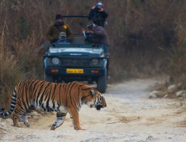 Filming of Bengal Tiger in Jim Corbett National Park