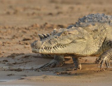 Indian Mugger Crocodile (National Chambal Sanctuary)