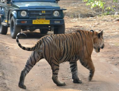 a large tiger walking across a dirt road
